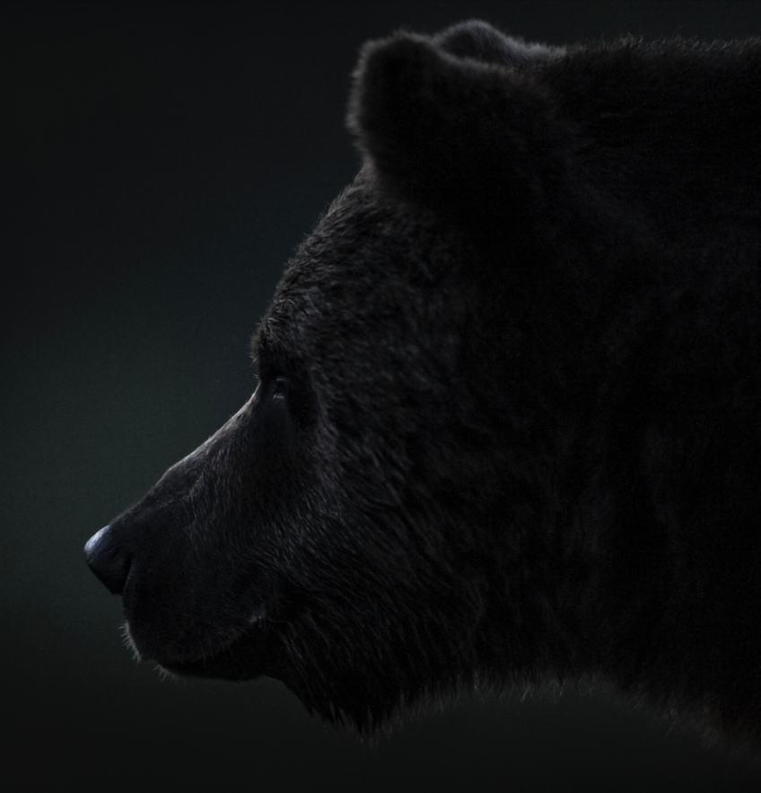Ours Vincent Munier