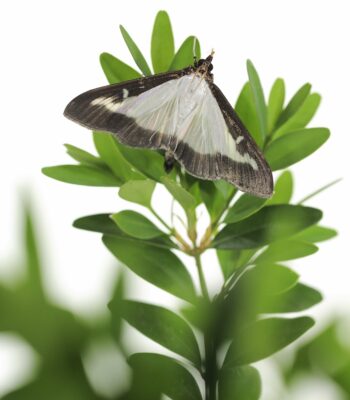 Adulte de pyrale du buis