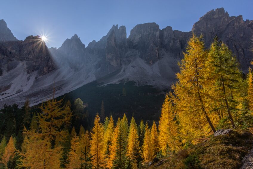 Mélèze âgé de plus de mille ans