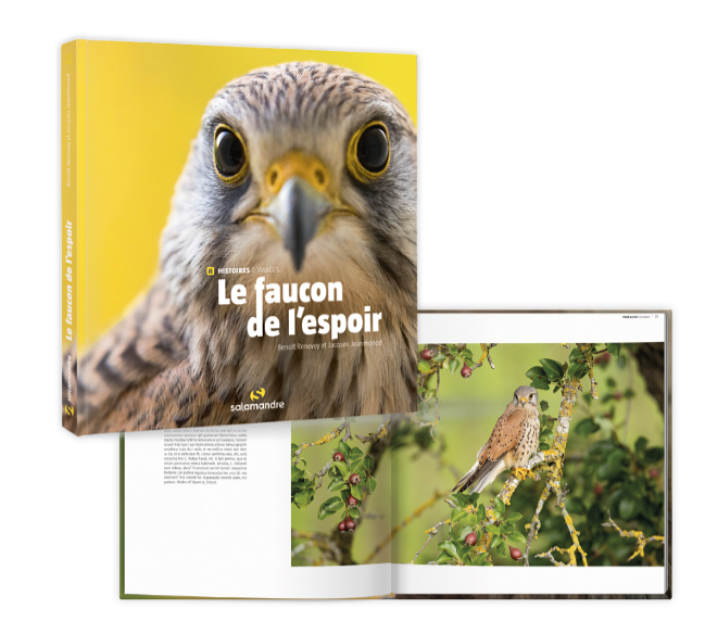 Le faucon de l'espoir