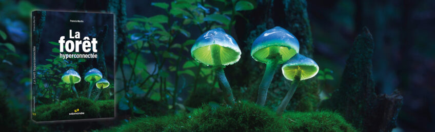 La forêt hyperconnectée