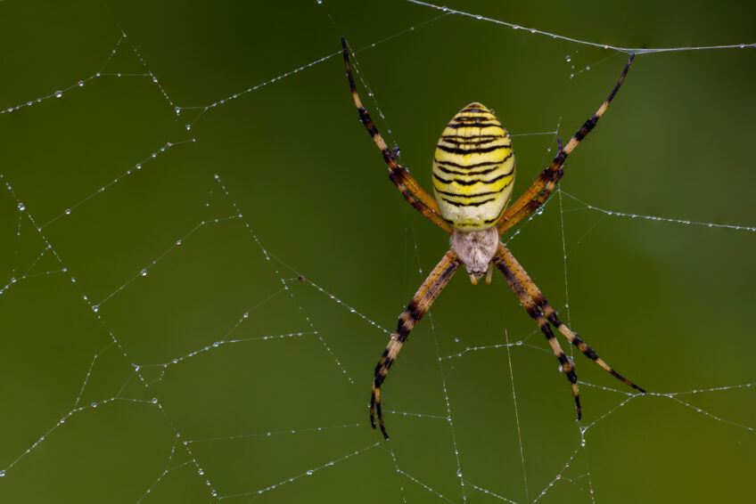 Araignée - Argiope frelon