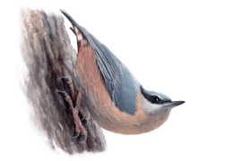 Sittelle torchepot  / © Marco Preziosi 