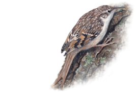 Grimpereau des jardins / © Marco Preziosi 