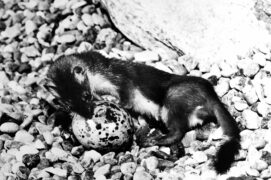 Hermine prédatant un oeuf / © GRANGER - HISTORICAL PICTURE ARCHIVE / ALAMY