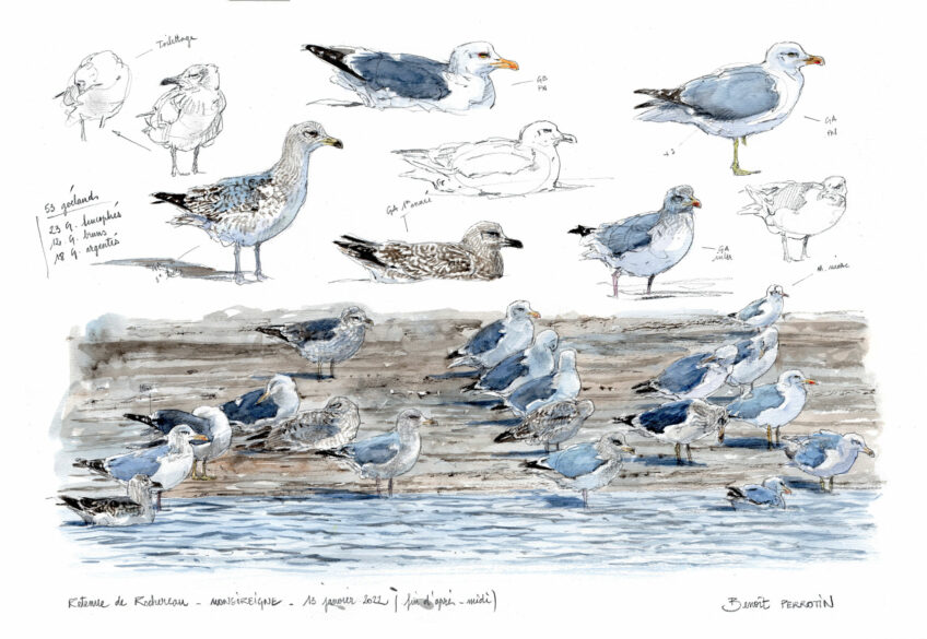 Les goélands sont de plus en plus nombreux sur les lacs