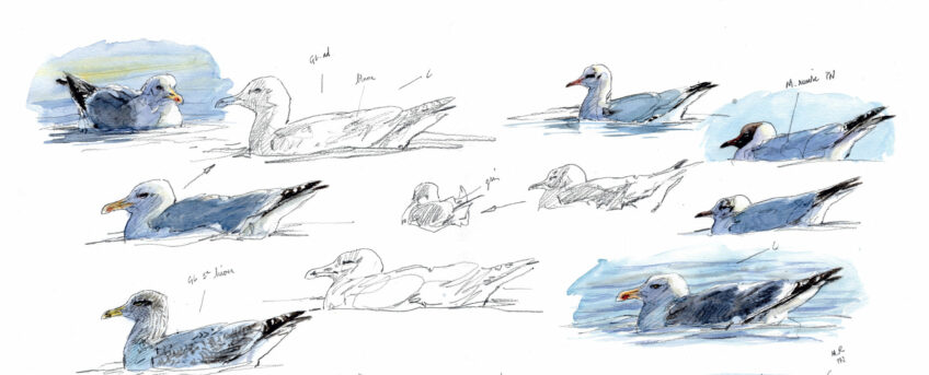 Les goélands sont de plus en plus nombreux sur les lacs