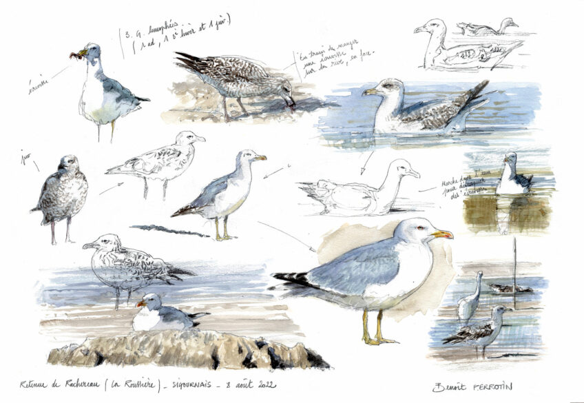 Les goélands sont de plus en plus nombreux sur les lacs