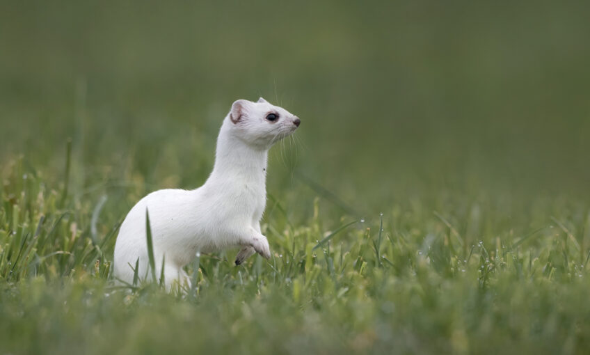 Dossier complet sur l'hermine