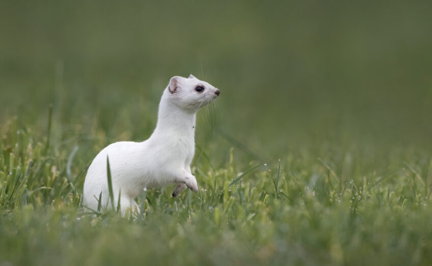 Dossier complet sur l'hermine