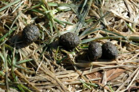 Crotte de lièvre Crotte de lièvre