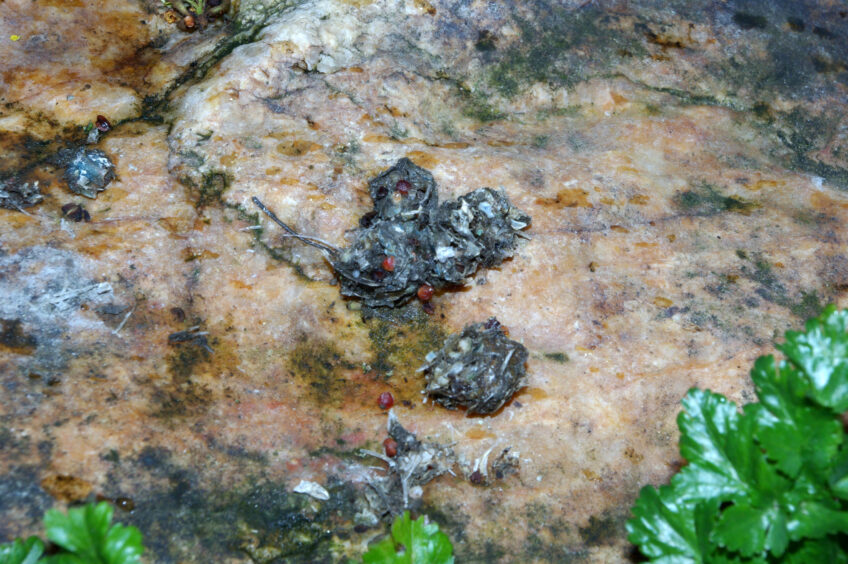 Crotte de loutre Crotte de loutre