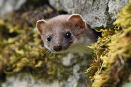 © Patricia Huguenin