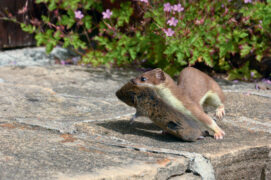 © Patricia Huguenin