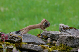 © Patricia Huguenin