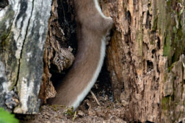 © Patricia Huguenin