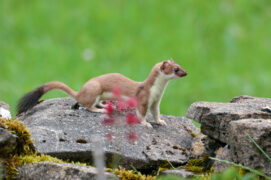 © Patricia Huguenin