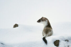 © Patricia Huguenin