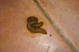 Crotte de fouine / © Llann Wé