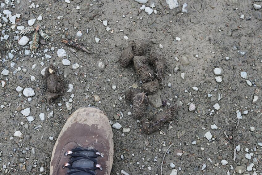 Crotte de loup Crotte de loup