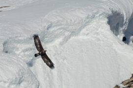 Aigle royal / © Olivier Born
