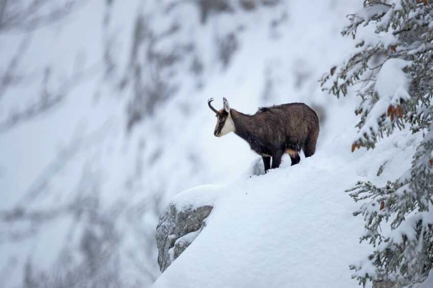 Chamois
