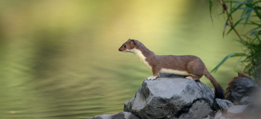 A la recherche de l'hermine dans la campagne près de Genève
