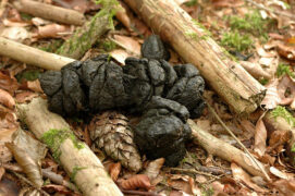 Crotte de cerf Crotte de cerf