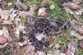 Crotte de chevreuil Crotte de chevreuil