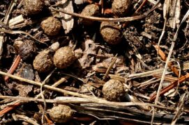 Crotte de lapin Crotte de lapin