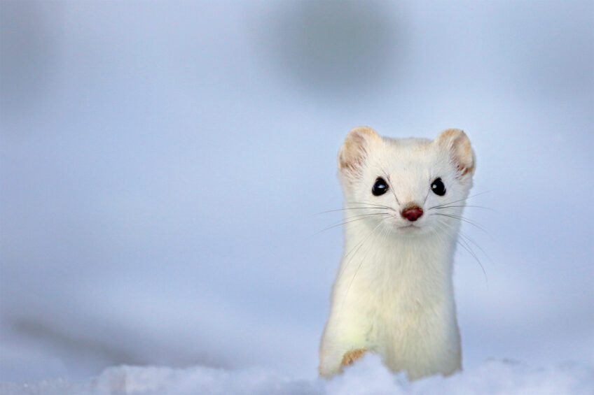 Hermine, comment son image a évolué au cours de l'Histoire ?