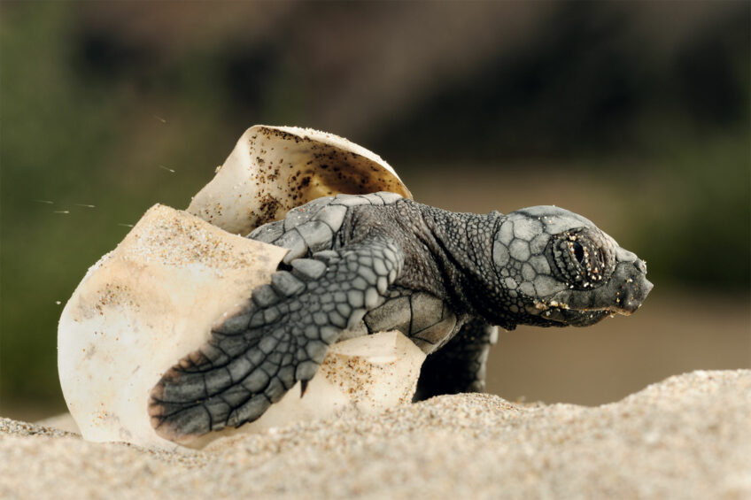 Tortue caouanne : un nid très rare surveillé de près à Fréjus
