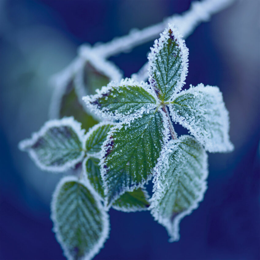 Feuilles de roncier Le givre sur les plantes photographié par Sophie Thouvenin