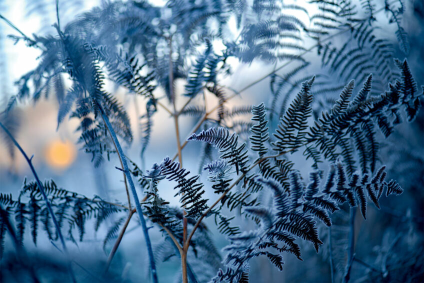 Le givre sur les plantes photographié par Sophie Thouvenin
