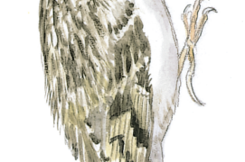 Grimpereau des bois / © Jean Chevallier