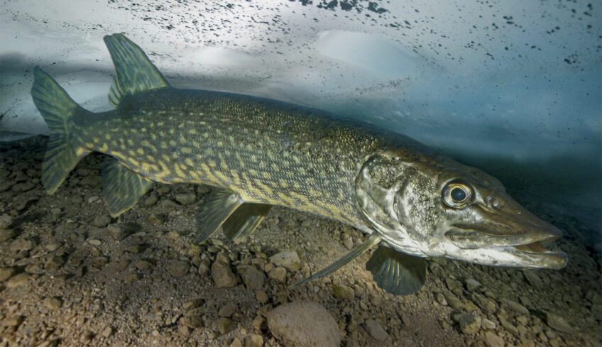 Comment les poissons passent-ils l'hiver ?