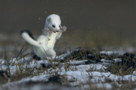 © Patricia Huguenin