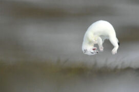 © Patricia Huguenin