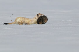 © Patricia Huguenin