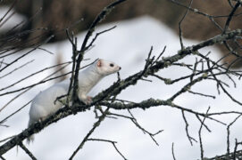 © Patricia Huguenin