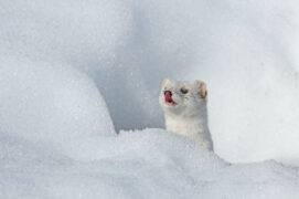 © Patricia Huguenin