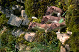 © Patricia Huguenin