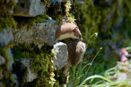 © Patricia Huguenin