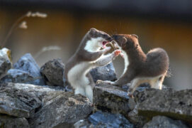 © Patricia Huguenin