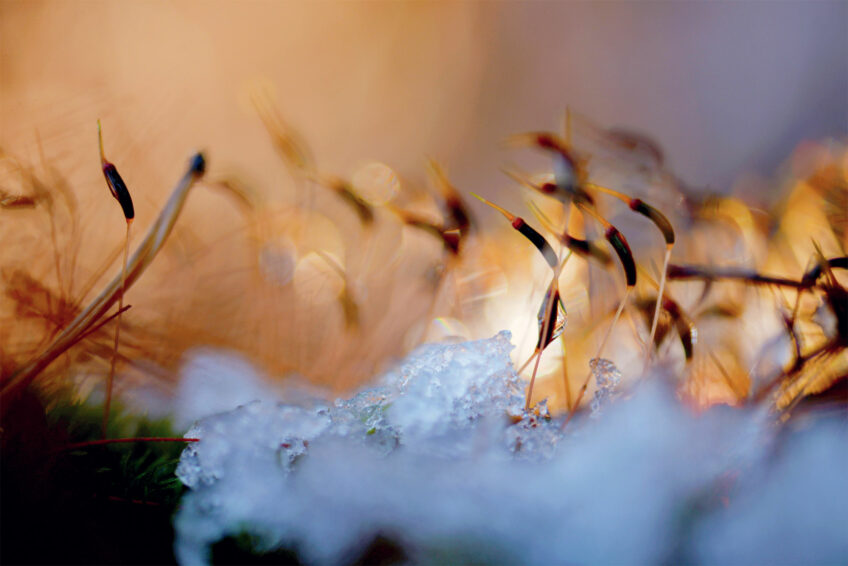 Mousse Le givre sur les plantes photographié par Sophie Thouvenin