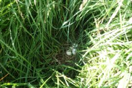 Nid dans une prairie de fauchée
