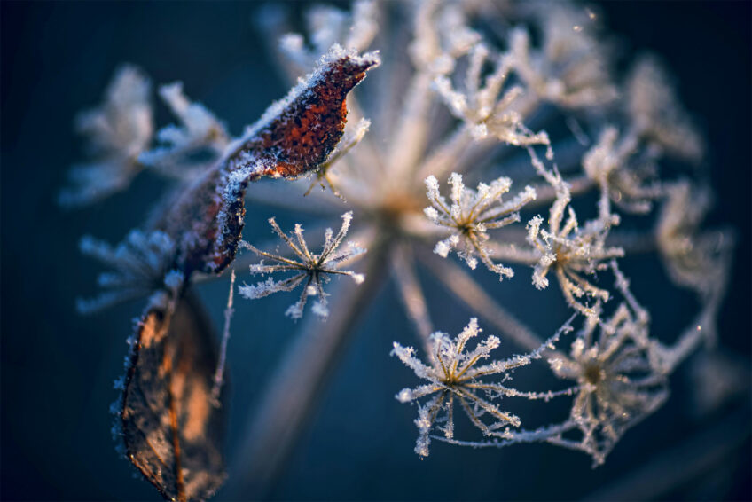 Ombelle givrée
Lac de Constance, le 1er décembre 2013 à 09 h 07. Le givre sur les plantes photographié par Sophie Thouvenin