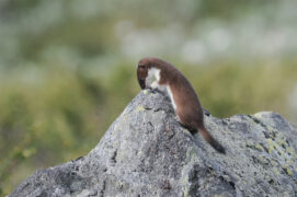 © Patricia Huguenin