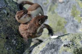 © Patricia Huguenin