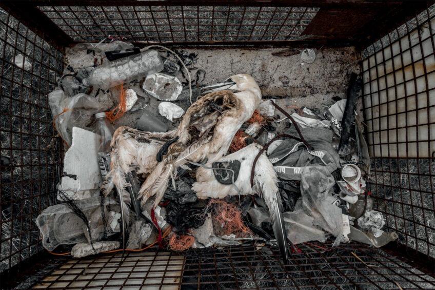 Volker Sander • Fou de Bassan